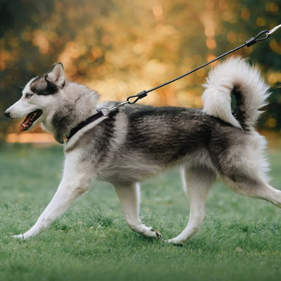 UFO Hunde Snor 360 ° Med Lys
