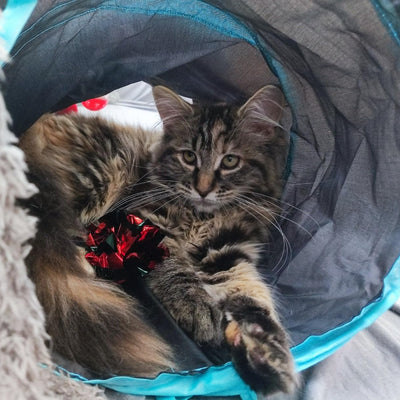 speedy panther Legetøjs-sæt 22 stk